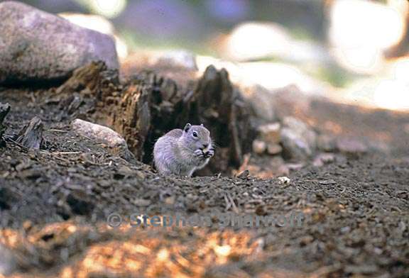 ground squirrel 2 graphic